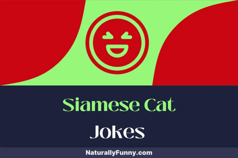 558 Siamese Cat Jokes for a Purrfectly Hilarious Day